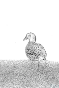 Goose Printable Coloring Nplooj Ntawv